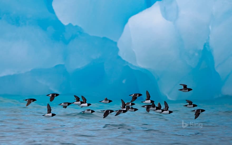 Little auks fly past an iceberg at Spitsbergen, Norway