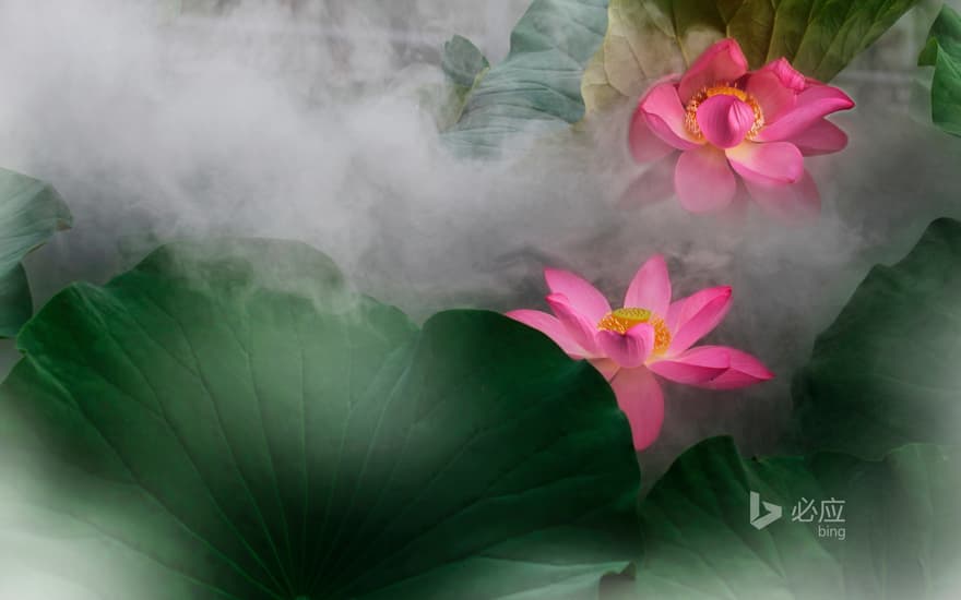 Lotus flower