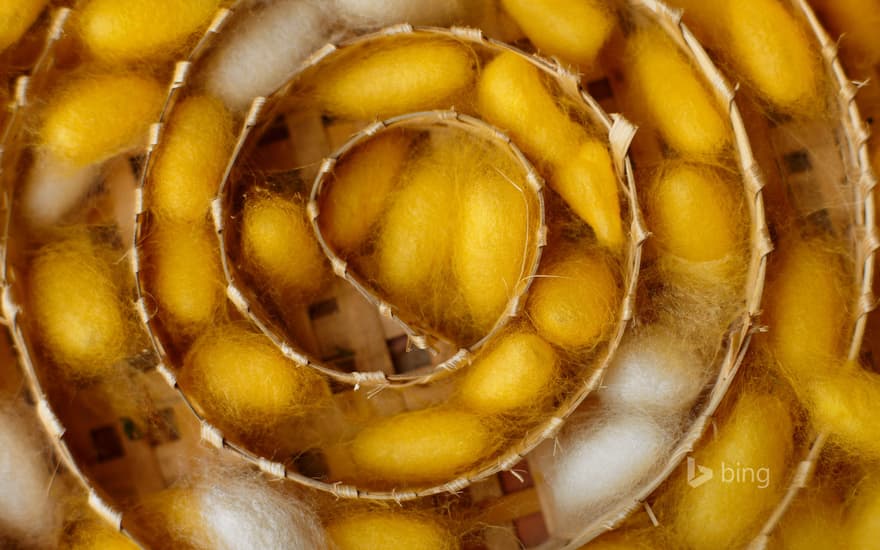 Silkworm cocoons at a weaving center in Luang Prabang, Laos