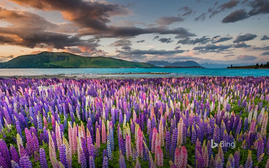 Lupins on the shores of Lake Tekapo in New Zealand