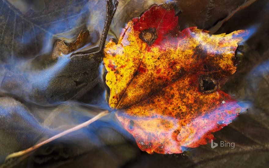 Maple leaf under water; Grenville-sur-la-Rouge, Quebec