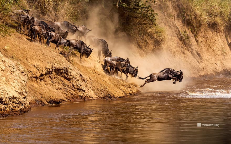 Great wildebeest migration at Mara River, Kenya