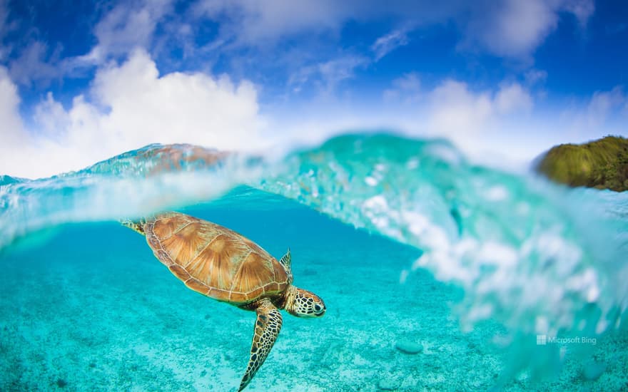 Sea turtles on Zamami Island, Okinawa