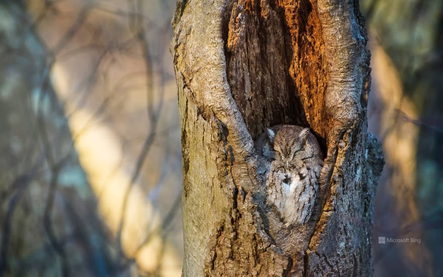 Screech owl resting in a tree cavity, Massapequa Preserve, Long Island, New York, USA