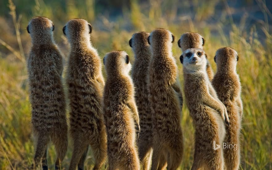 Meerkats in the Kalahari Desert in Botswana