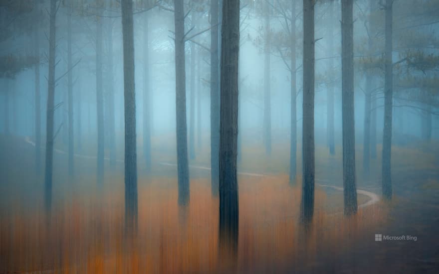 Pine forest, Central Highlands of Vietnam