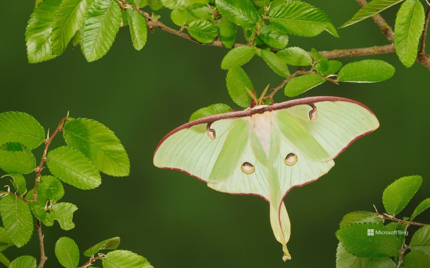 Luna moth resting on cedar elm, New Braunfels, Texas, United States