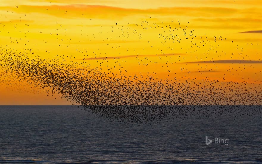 Starlings at sunset in Blackpool, England