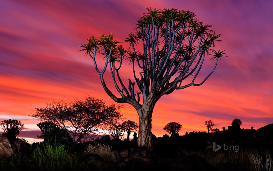 The Quiver Tree Forest near Keetmanshoop, Namibia