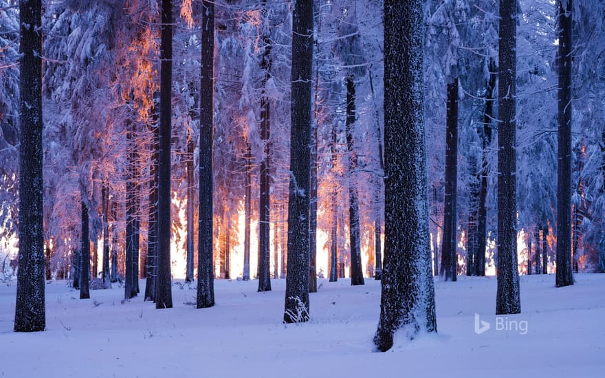 Snowy Norway spruce forest at sunset, Thuringia, Germany