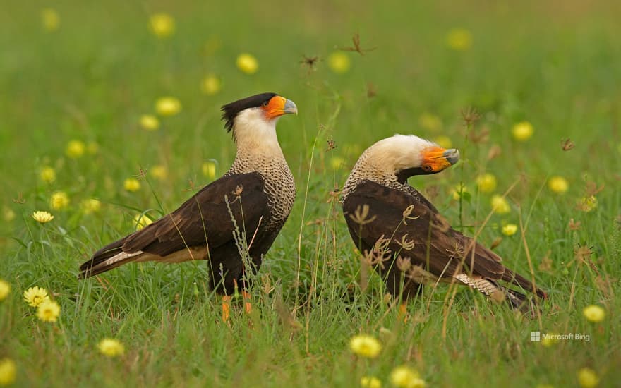 Crested caracaras, Texas, USA