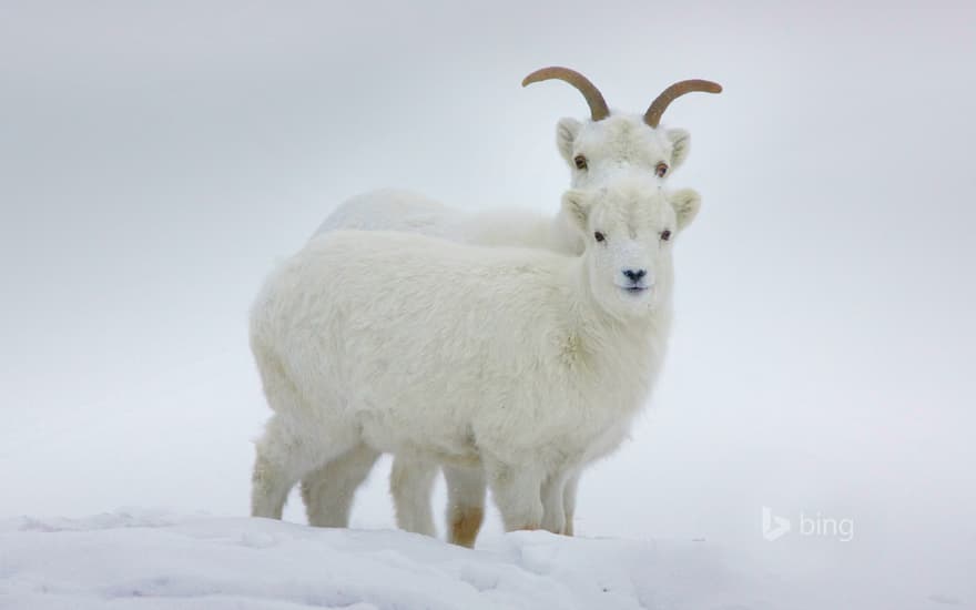 Dall sheep, Yukon, Canada