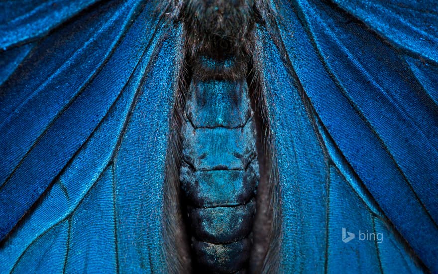 Detail of a painted beauty butterfly, Yasuni National Park, Amazon, Ecuador