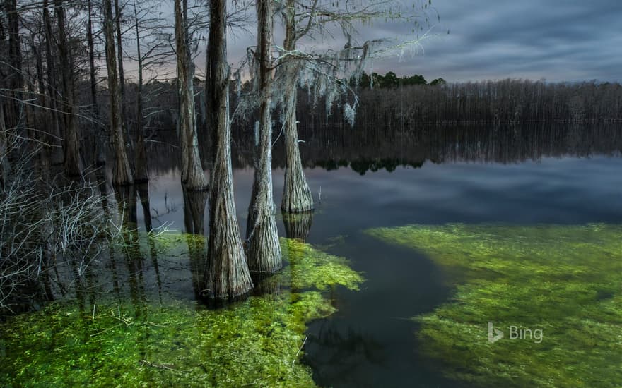 Pine Log State Forest, Florida