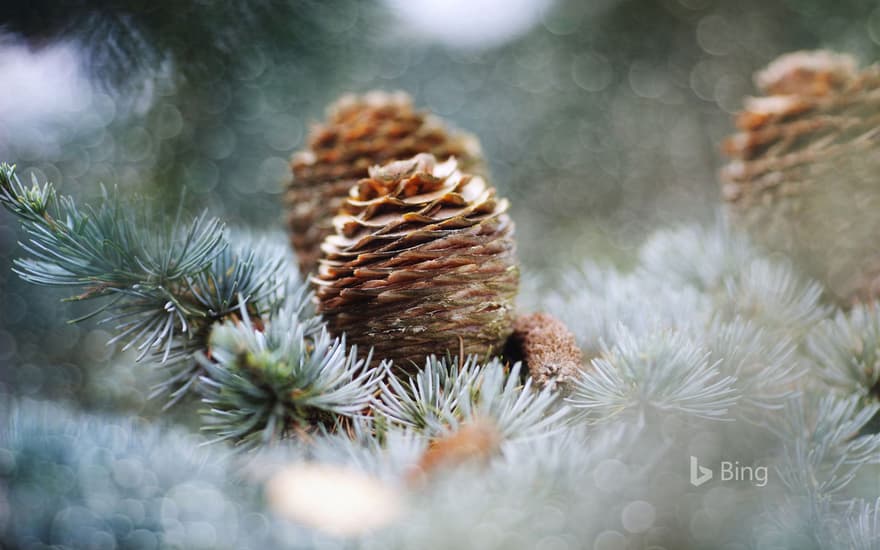 Pine cones, Netherlands