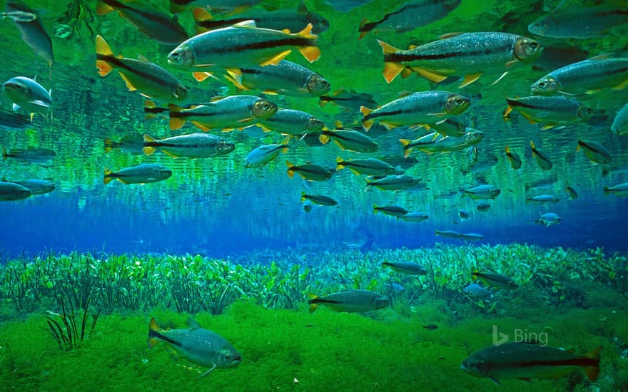 Piraputanga schooling in the Cerrado, Brazil