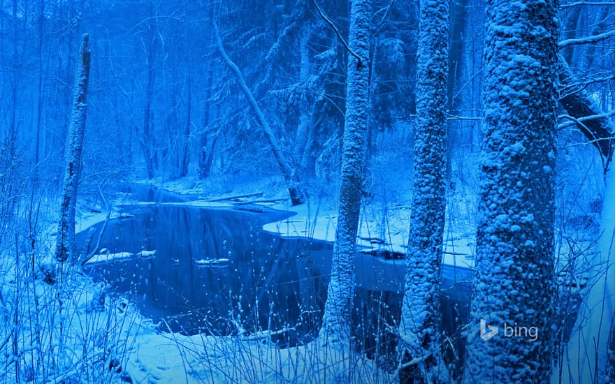 Łutownia River in the Białowieża Forest, Poland