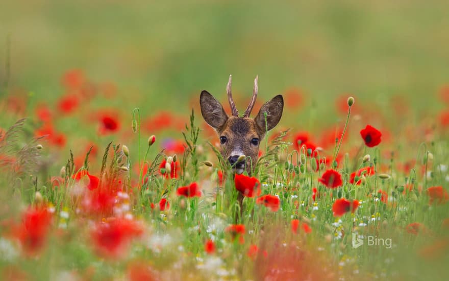 Roe deer (Capreolus capreolus) in meadow with poppies