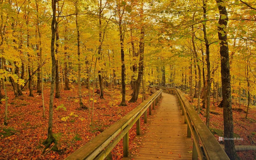 Escarpment Trail, Porcupine Mountains Wilderness State Park, Michigan, USA