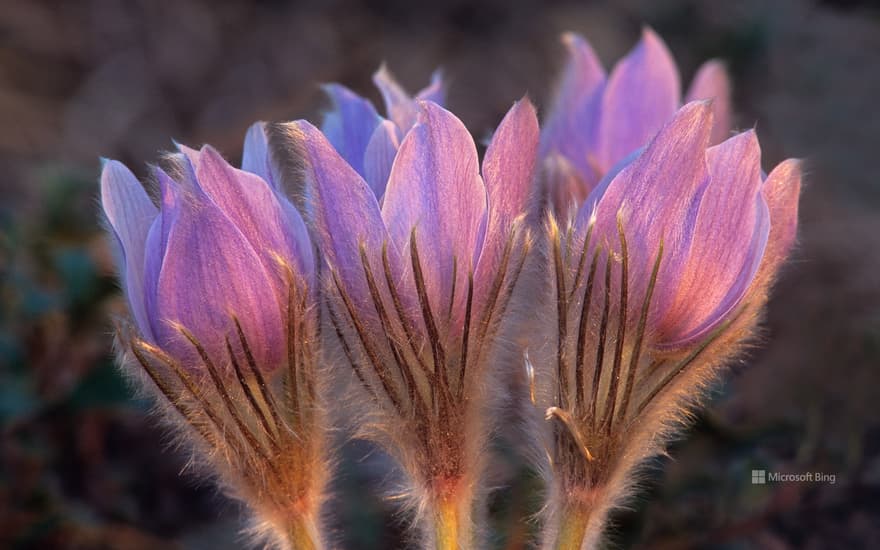 Prairie crocus, Sandilands Provincial Forest, Manitoba, Canada