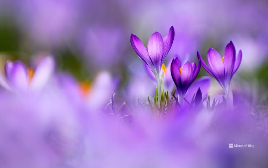 Crocus flowers