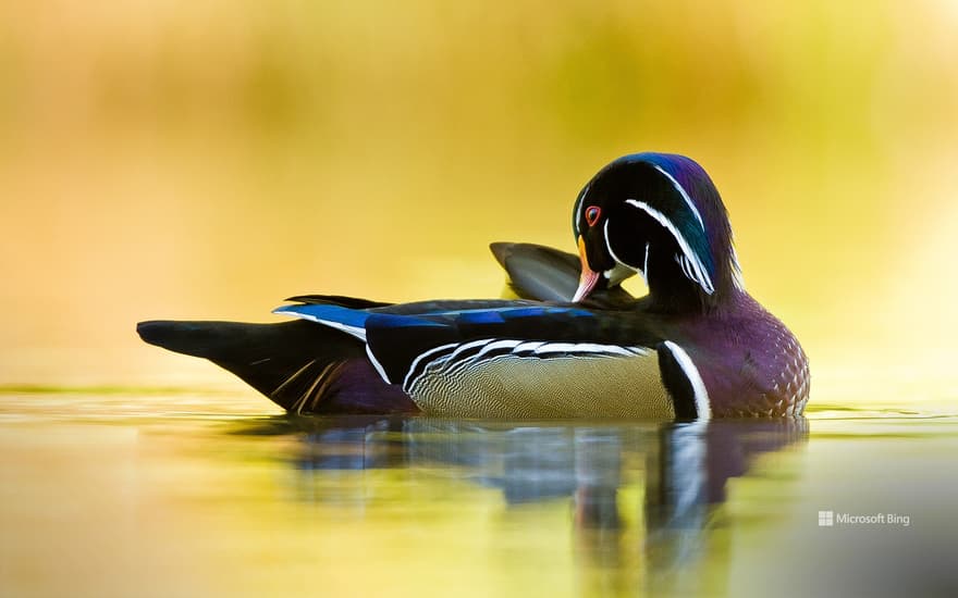 Wood duck, Quebec, Canada