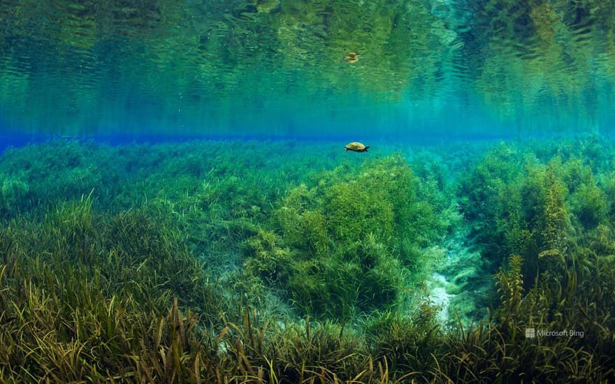 Florida red-bellied turtle in Rainbow Springs, Rainbow Springs State Park, Florida, USA