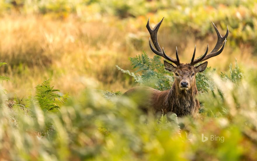 A red deer in Richmond Park, London