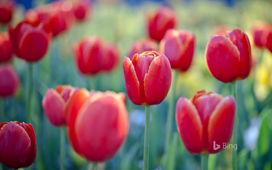 Red tulips at Floriade flower and entertainment festival, Canberra