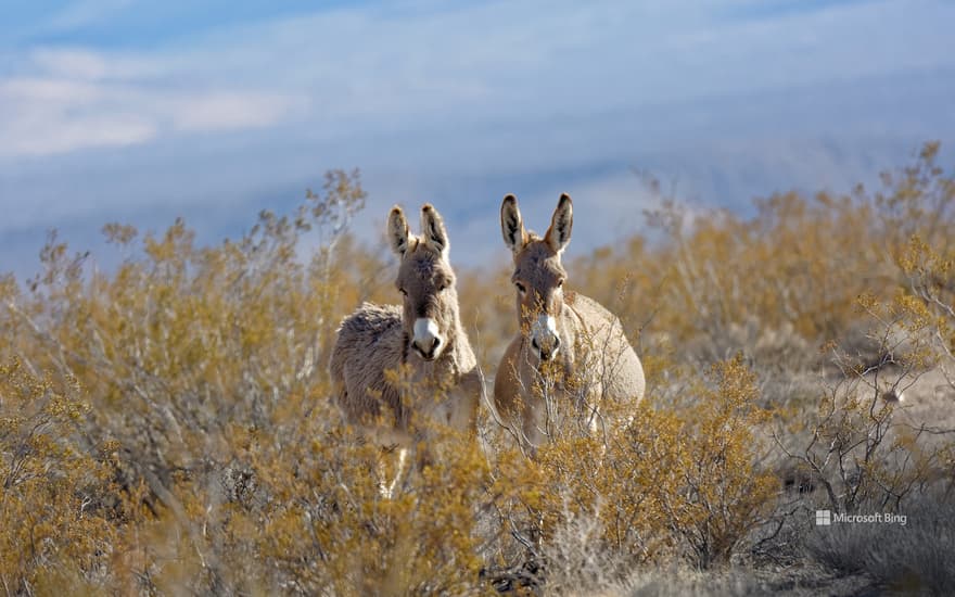 Donkeys in a valley near Rhyolite, Nevada, United States
