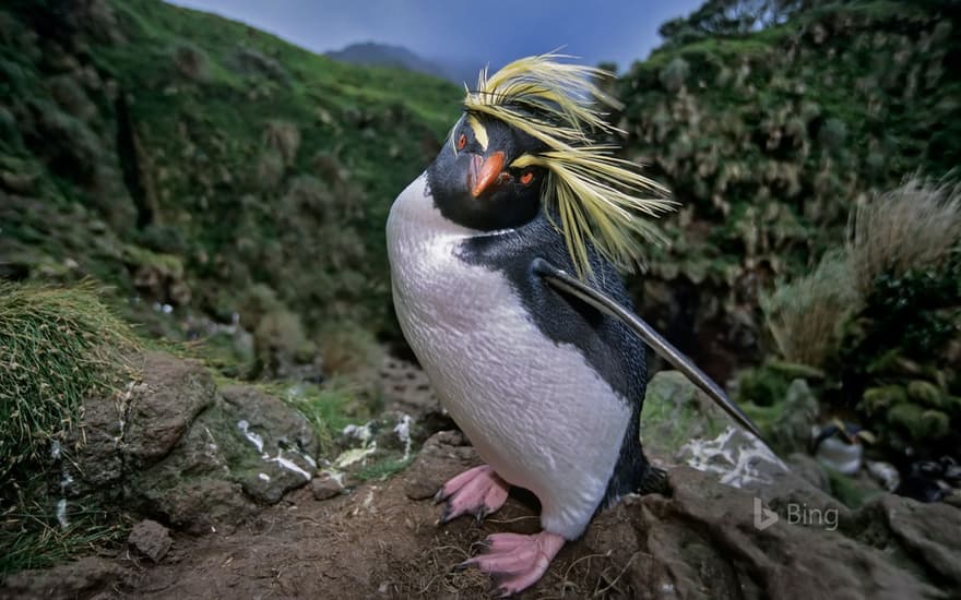 Northern rockhopper penguin on Gough Island in the South Atlantic