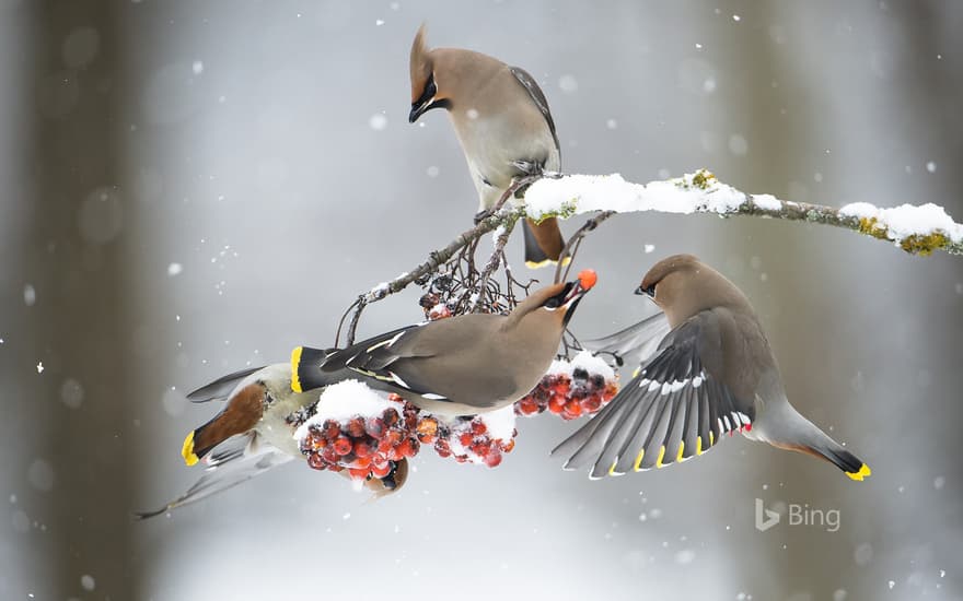 Waxwings feeding on rowans