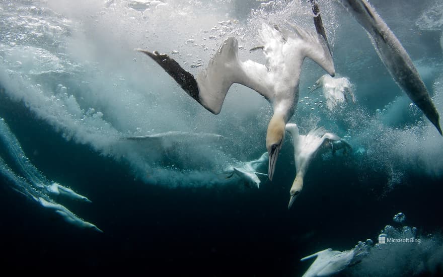 Northern gannets diving for fish, Shetland Islands, Scotland