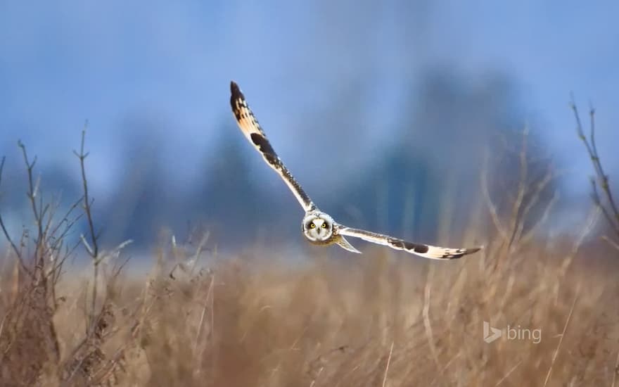 Short-eared owl, Samish Island, Washington