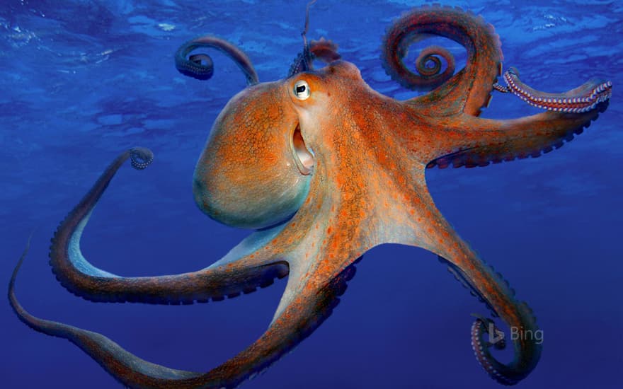 Common octopus