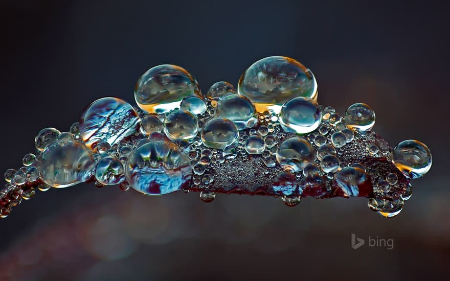 Dew on the leaf of a smoketree