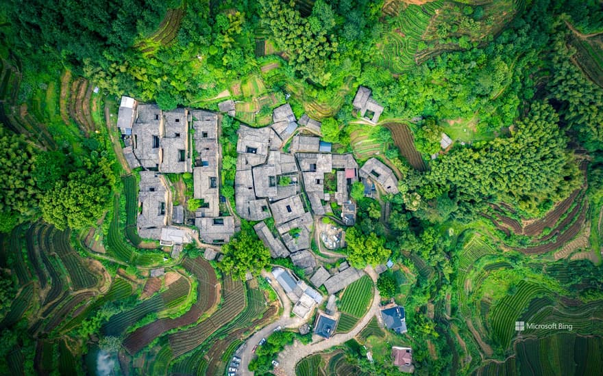 Tea garden at Yangjiatang Village, Songyang County, China