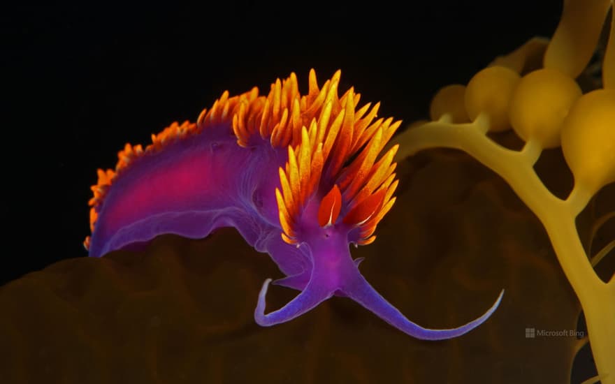 Spanish shawl nudibranch on kelp off Santa Catalina Island, Channel Islands, California