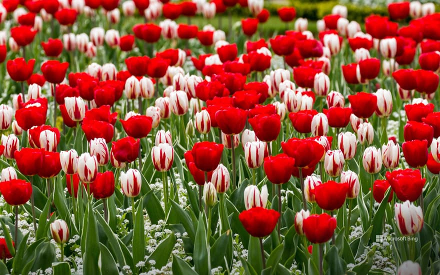 Red and white tulips for St George’s Day