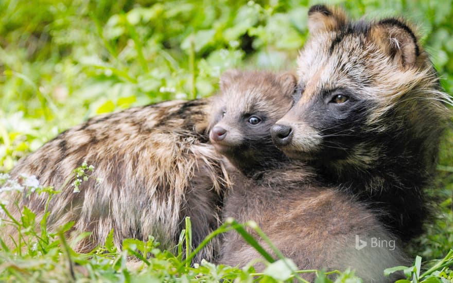 "Raccoon and child" Germany