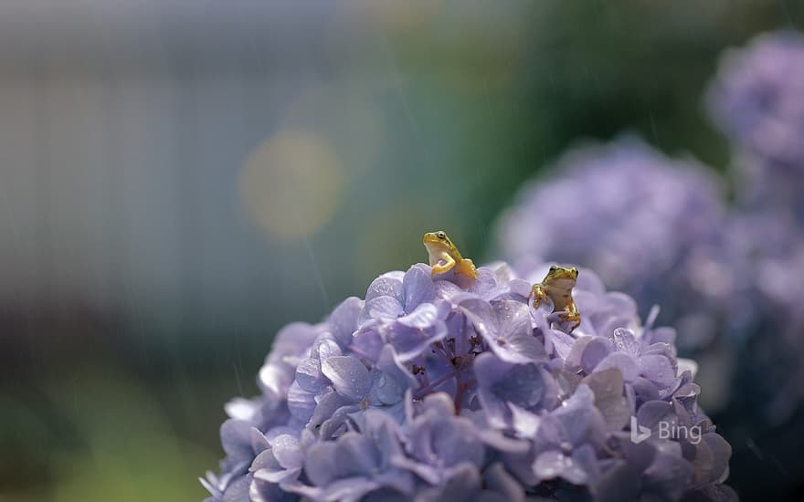 Japanese tree frogs on Hydrangea macrophylla, Shiga, Japan
