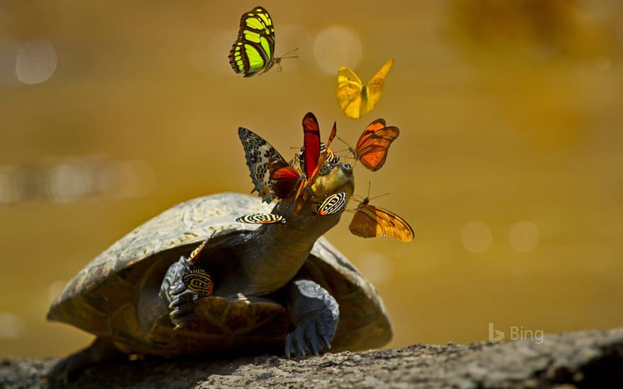 A yellow-spotted river turtle in Yasuni National Park, Ecuador