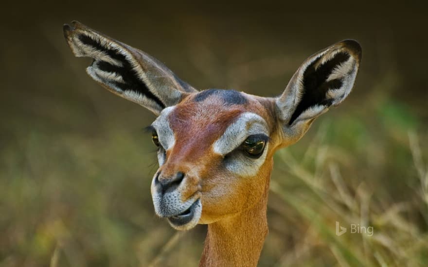 A gerenuk