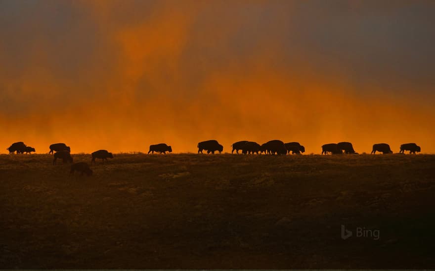 Bison at Wind Cave National Park, South Dakota