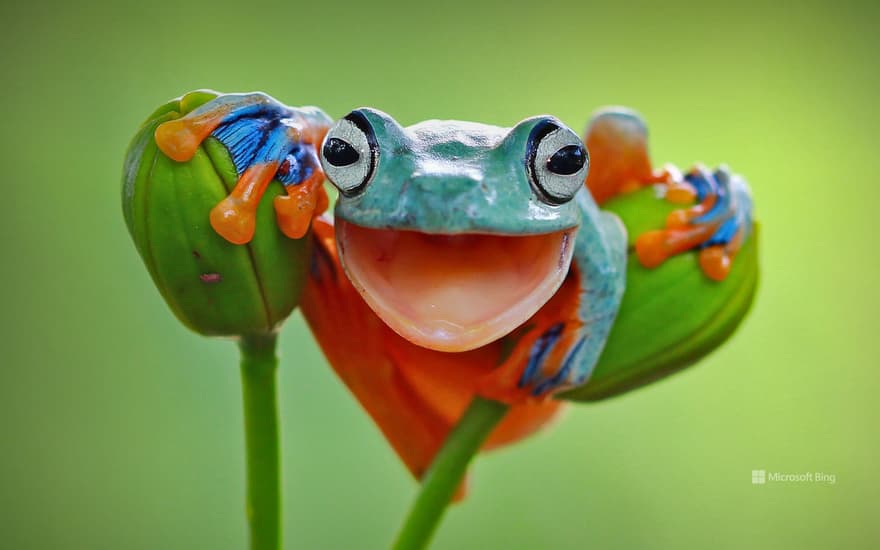 Javan tree frog, Indonesia