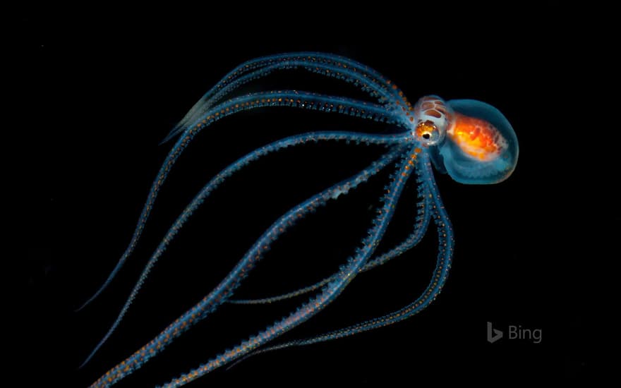 Octopus spotted during a night dive near Kona, Hawaii