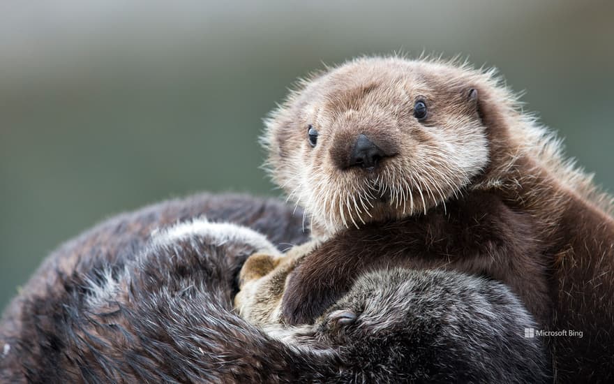 Sea otter pup, Prince William Sound, Alaska