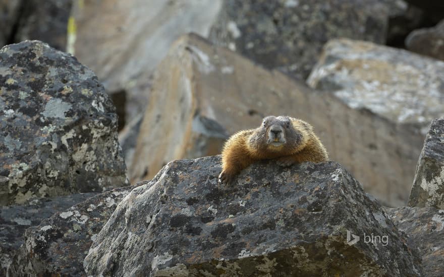 Yellow-bellied marmot in Yellowstone National Park, Wyoming